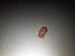 Cyclocephala melanocephala