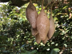 Ordgarius magnificus