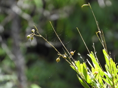 Epidendrum blepharistes