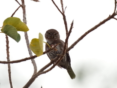 Glaucidium gnoma hoskinsii