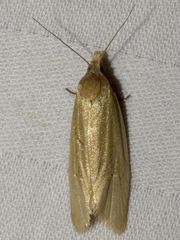 Aethes spartinana