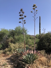 Agave murpheyi