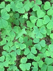 Oxalis oregana