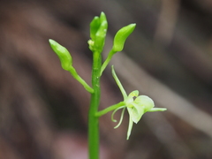 Liparis kumokiri