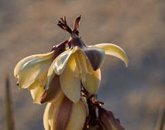 Yucca schidigera