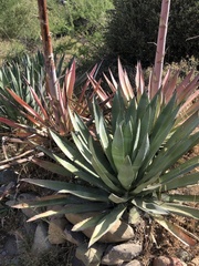Agave murpheyi
