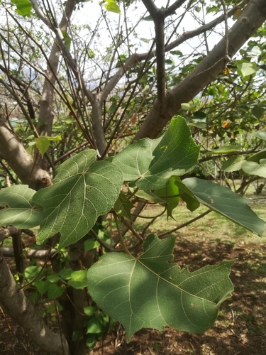 Croton draco image