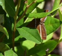 Argyrostrotis quadrifilaris