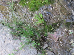 Eleocharis compressa