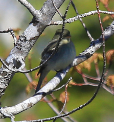 Empidonax flaviventris