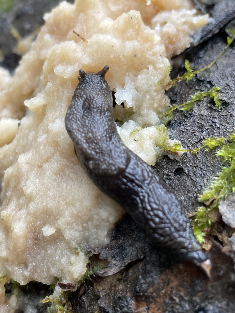Mottled Taildropper