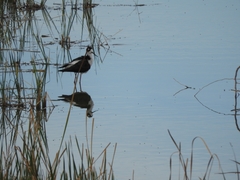 Himantopus mexicanus