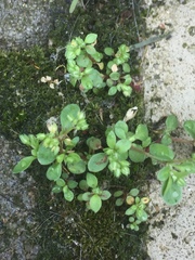 Polycarpon tetraphyllum