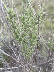 Ericameria nauseosa