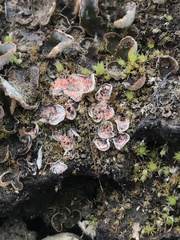 Illosporium carneum