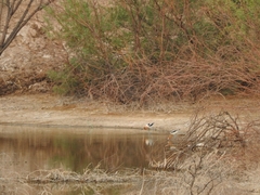 Recurvirostra americana