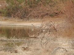 Recurvirostra americana