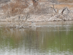 Recurvirostra americana