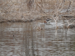 Recurvirostra americana