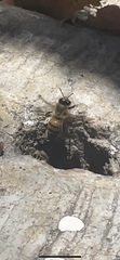 Apis mellifera
