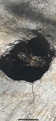 Apis mellifera