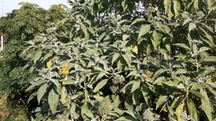 Solanum mauritianum