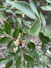 Apis mellifera