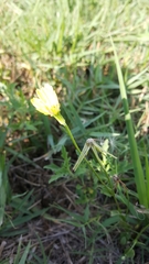 Pyrrhopappus pauciflorus