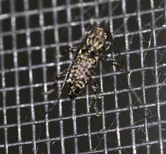 Stenellipsis pantherina