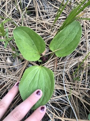 Trillium petiolatum