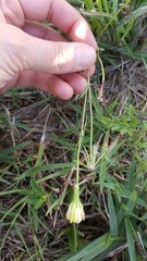 Pyrrhopappus pauciflorus