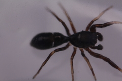 Synageles occidentalis