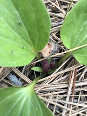 Trillium petiolatum