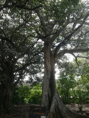 Ficus costaricana