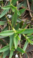 Diodia virginiana