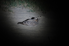 Caprimulgus affinis stictomus