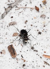 Cicindela abdominalis