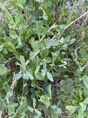 Medicago sativa