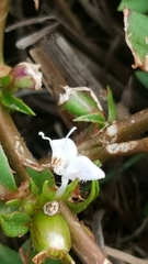Diodia virginiana