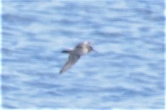 Calidris maritima