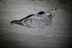 Caprimulgus affinis stictomus