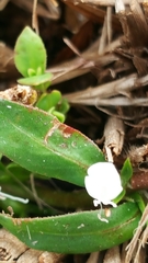Diodia virginiana