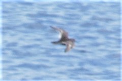 Calidris maritima
