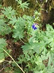 Delphinium menziesii