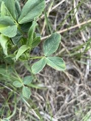 Medicago sativa