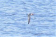 Calidris maritima