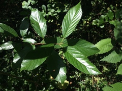 Frangula caroliniana