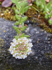 Lepidium heterophyllum