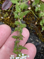 Lepidium heterophyllum
