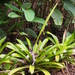 Werauhia gladioliflora - Photo (c) Lena Struwe, algunos derechos reservados (CC BY-SA), subido por Lena Struwe